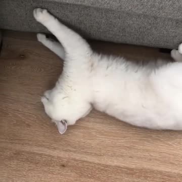 Comedy show with cat