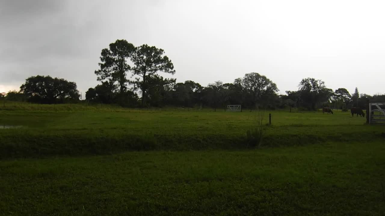 Lightning then big clap of thunder Cows didn't even flinch