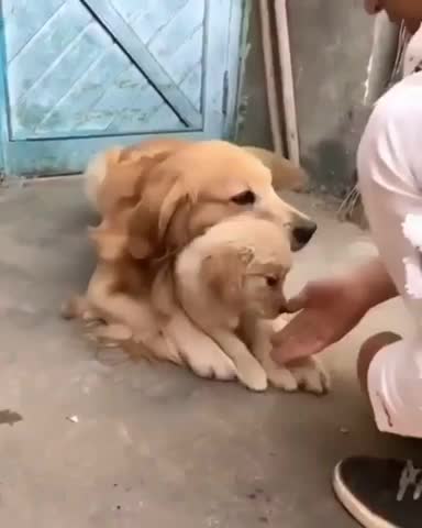 dogs careing