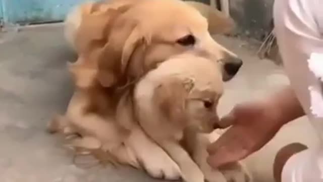 dogs careing