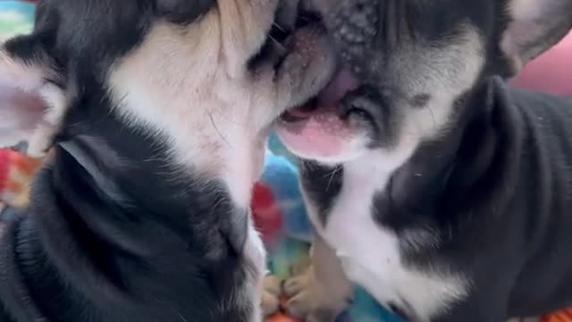 Cute bulldogs videos kissing