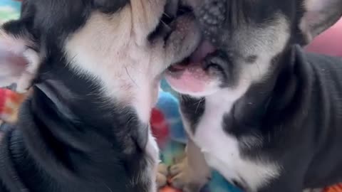 Cute bulldogs videos kissing