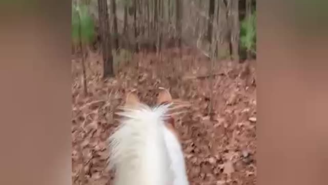 Getting caught in the rain while horseback riding leads to ridge trails