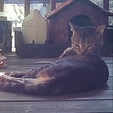 EA S12 - Bright Eyes