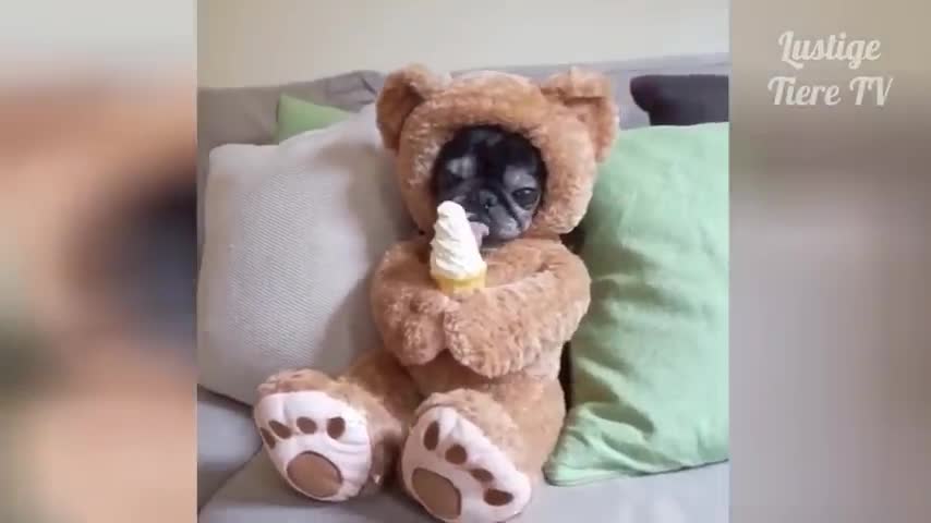 OMG Super Cute and Dog video