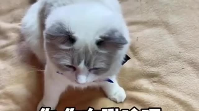 Cuties Kitten, Very Cute Cat, Baby Cat Video and Smart Cat, Tik Tok Cat Funny, Tik Tok. #Shorts