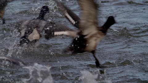 Migratory Waterfowl Virginia 2020