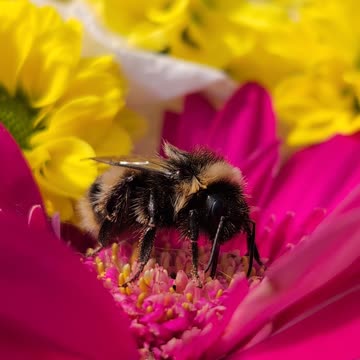 Sadly we would loose Fred our little Bumblebee a native Scottish Wood Bee black be