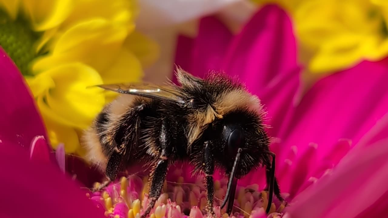 Sadly we would loose Fred our little Bumblebee a native Scottish Wood Bee black be