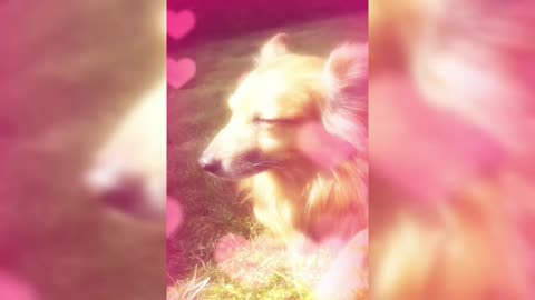 Lovely La la dog 🥰