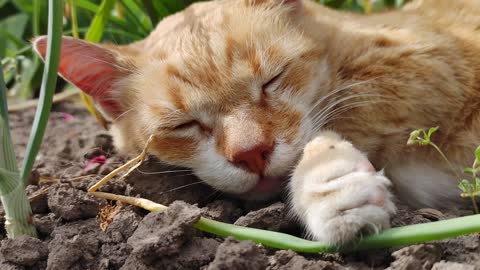 How to socialize feral kittens