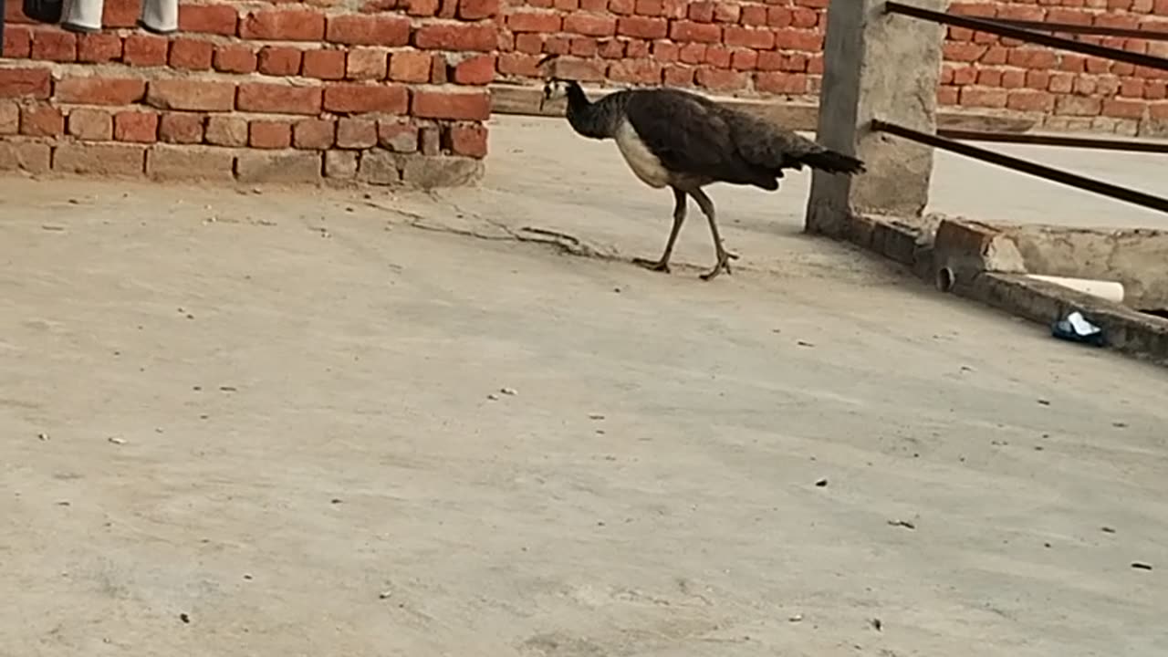 Peacock 🦚