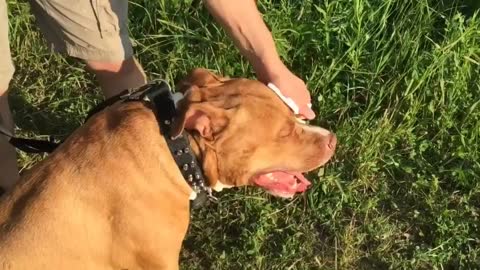 Massive pit bull whipping so it unsatisfied feel