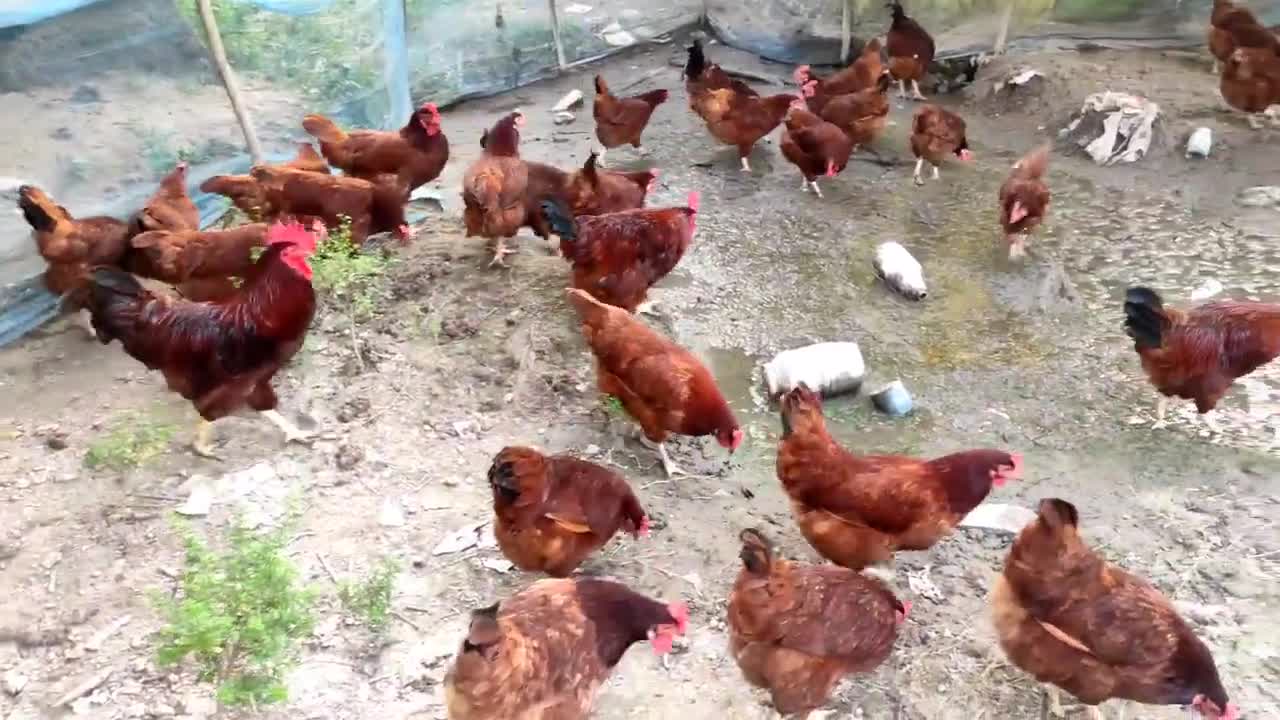 RIR_ Layer_ farm _in_Assam//RIR Layer farming Kokrajhar Assam// RIR Chicks farming Assam.