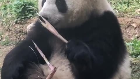 The panda