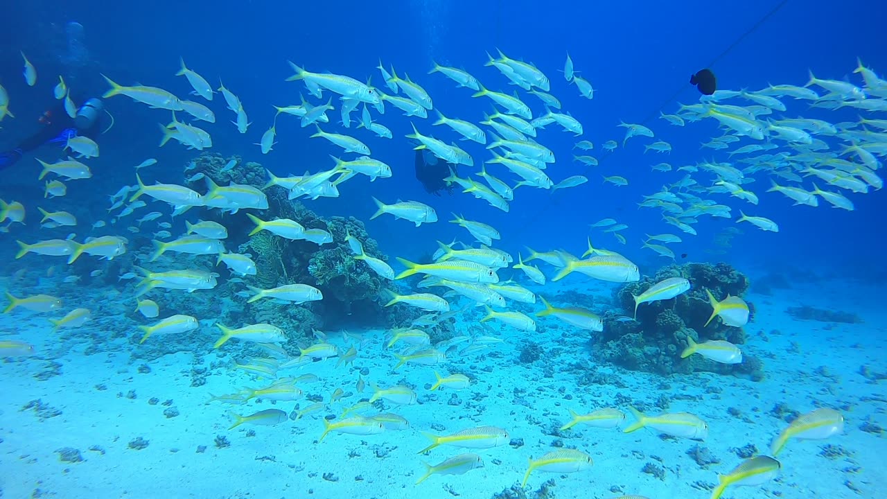 Red Sea SCUBA Diving - Swimming in the school