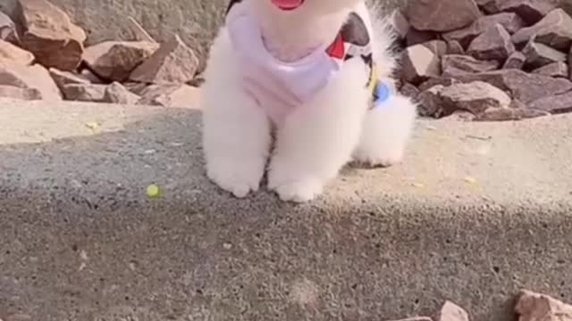 Puppy | dog | funny animal