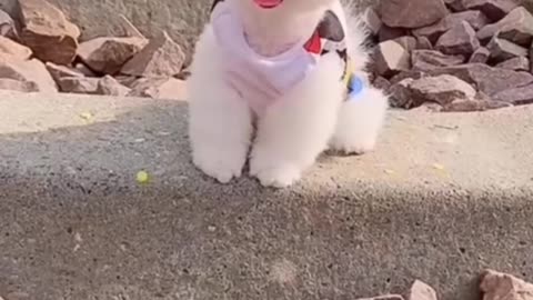 Puppy | dog | funny animal