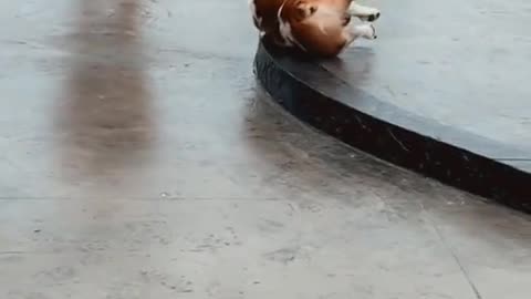 Bulldog Wishfully Leaps for Frisbee