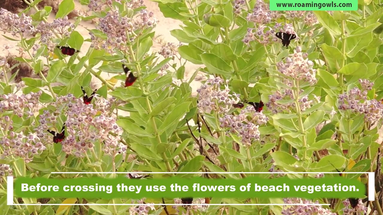 A group of butterflies crossed the ocean!