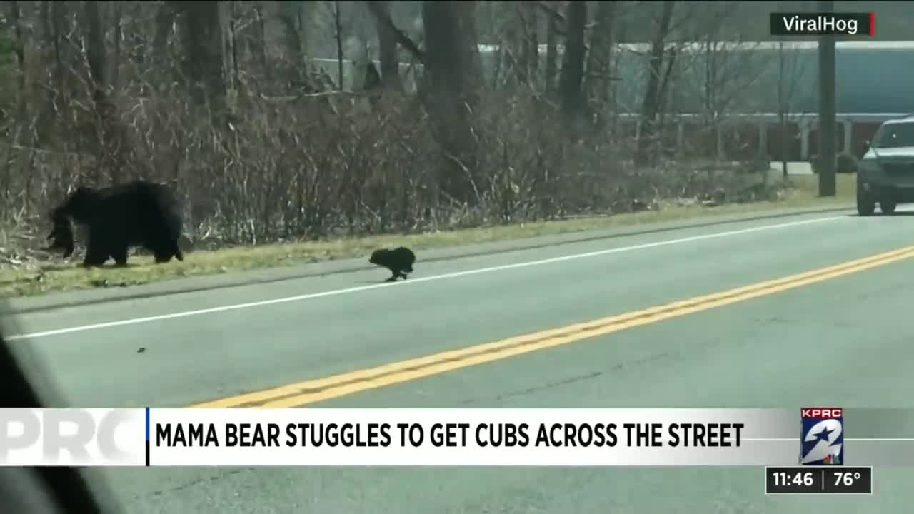 Mom bear struggling to cross road with cubs is every paren