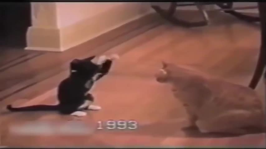 Cat wrestling wwe commentary