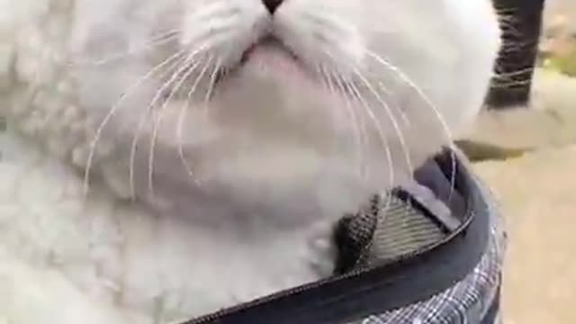 cute & funny dogs cats pets