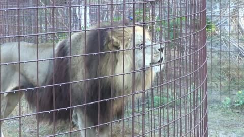 Lion video