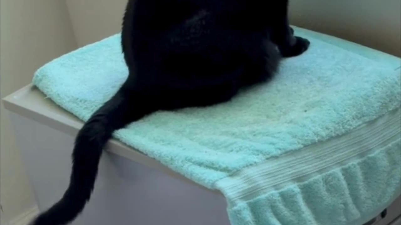 Adopting a Cat from a Shelter Vlog - Cute Precious Piper Multitasks in Her Spa #shorts