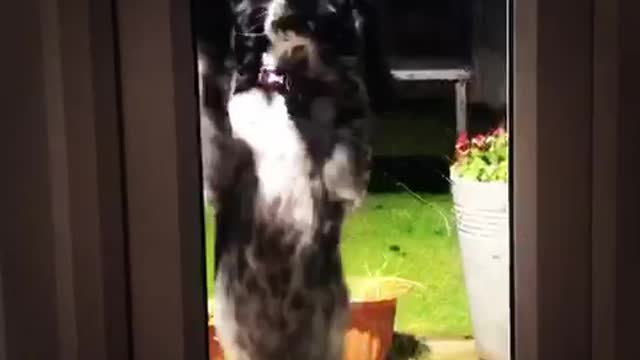 Dog morning dancing