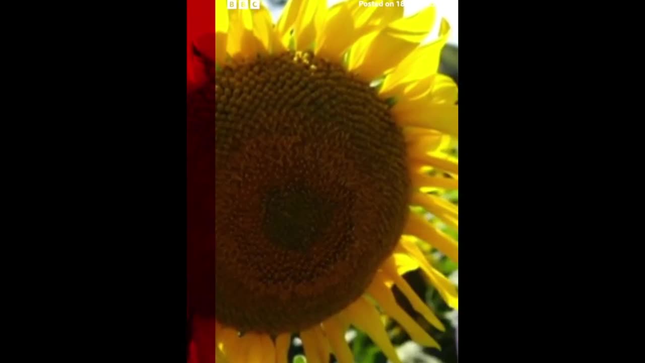 Breaking News | Always go to Sunflowers with covered body