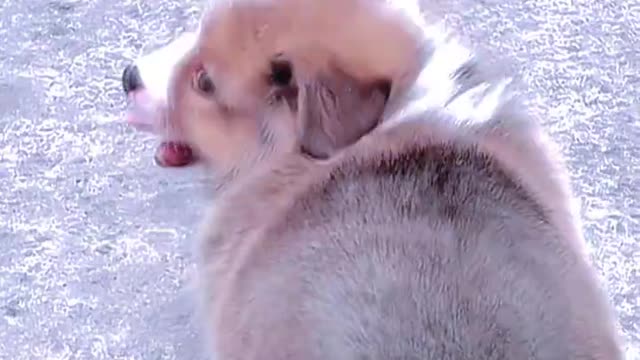 This puppy is so cute that after watching it, the mood is good