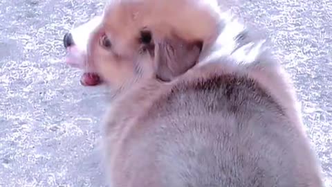 This puppy is so cute that after watching it, the mood is good