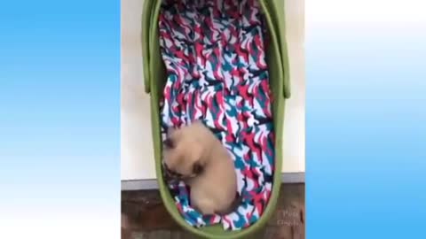 cute animals||Funny videos 2021||