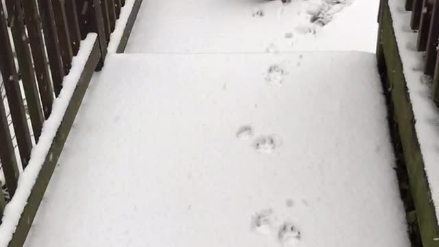 Boxer Dog Can’t Handle His First Snow
