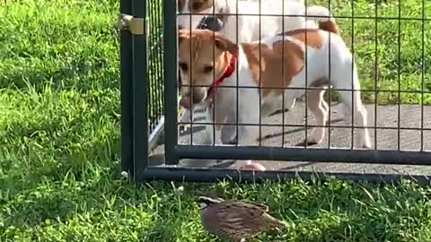 Brave Bird Taunts Caged Dogs