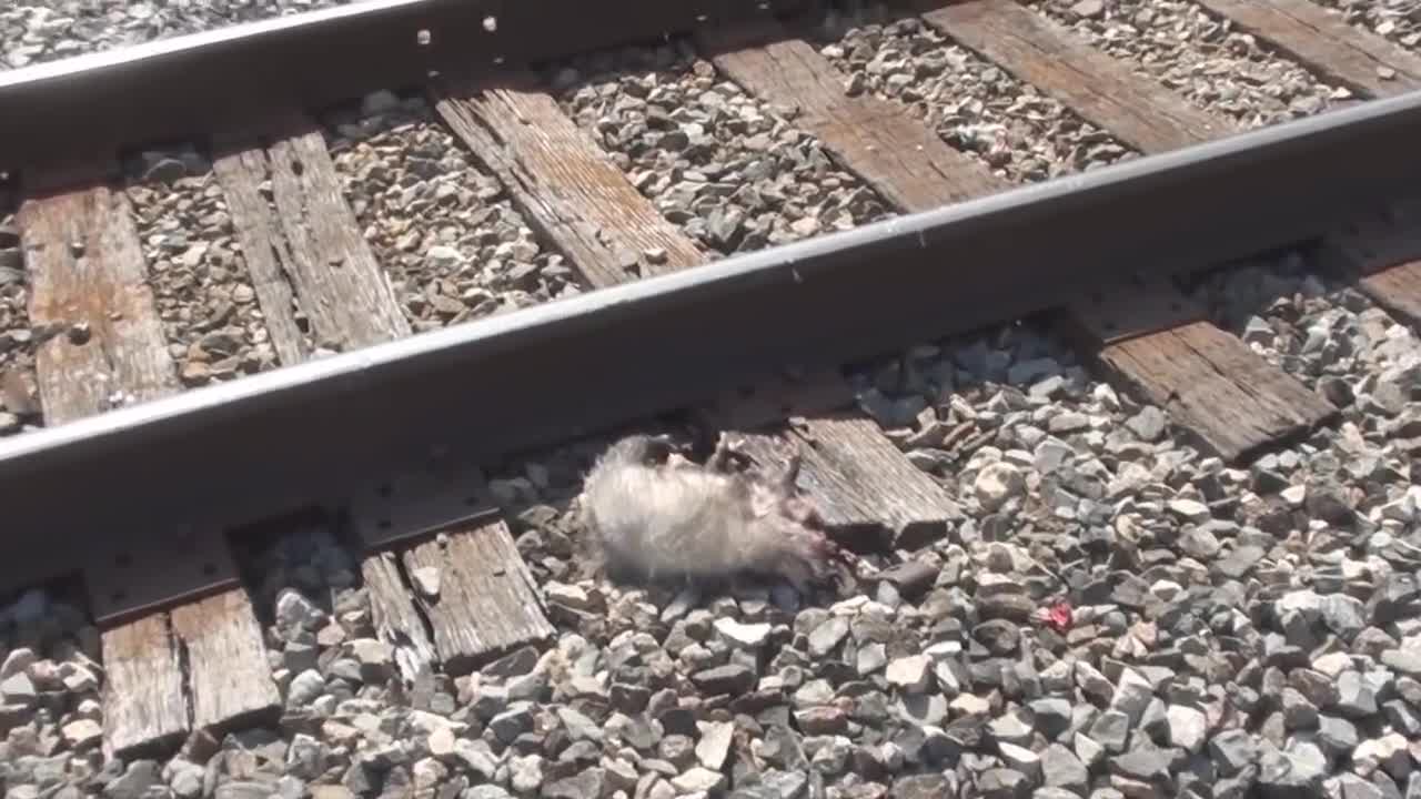 Man Saving 7 Possum Babies, from the Hawks.