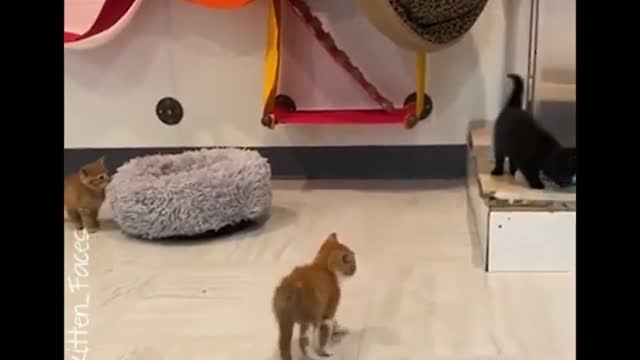 OMG Animals SOO Cute! Videos Compilation cutest and funniest moment of the animals #04