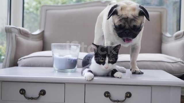 cat and dog