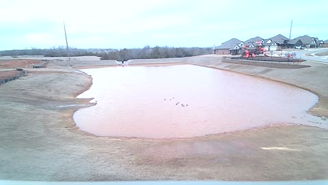 The Pond
