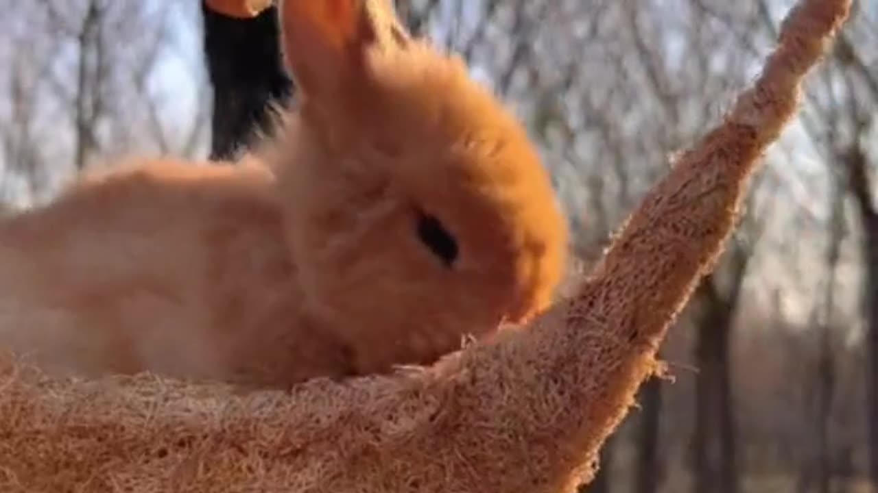 A bunny that knows how to act cute.