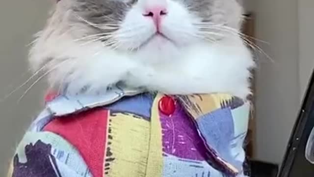 Cat Master Chef Video - Cute Cat Cooking!