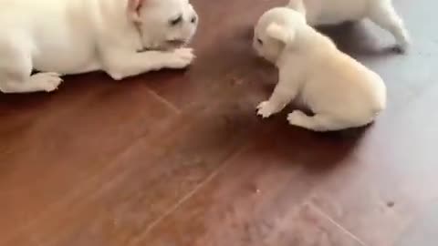 Funny and Cute Moment of the Animals: 63 💕