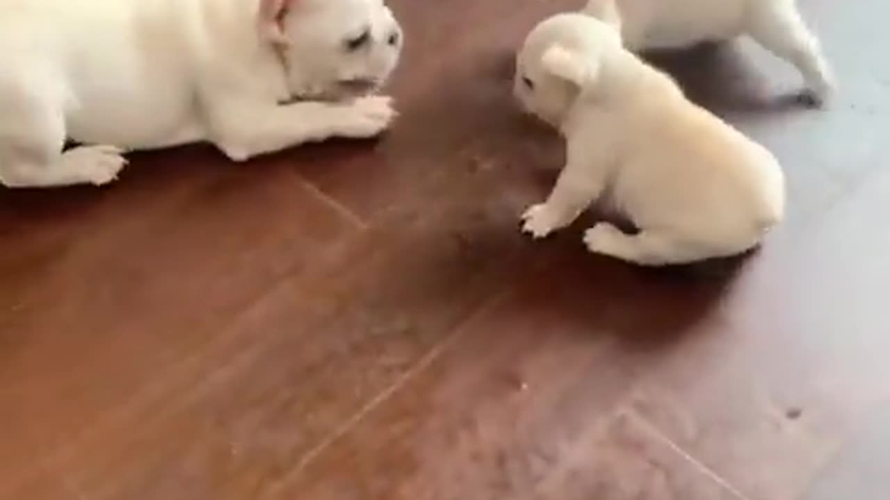 Funny and Cute Moment of the Animals: 63 💕