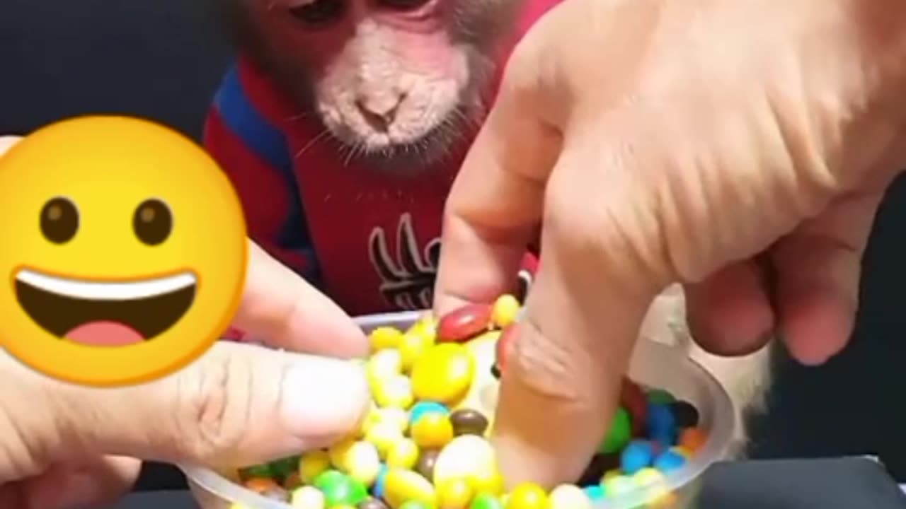 Monkey eating candy (27)