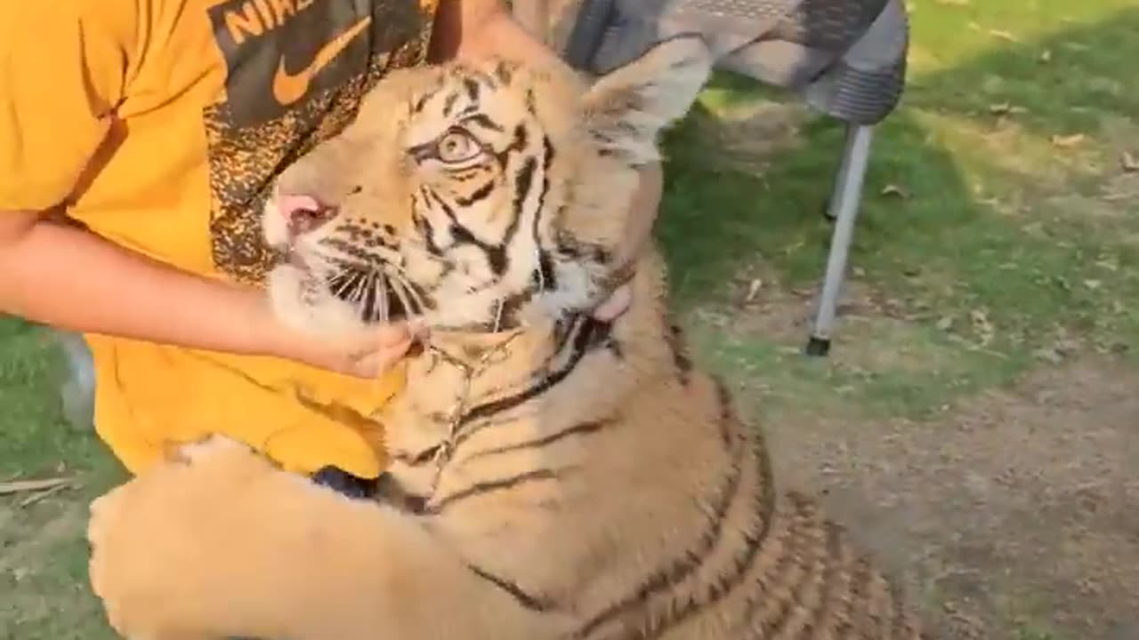 A child's play with a tiger.