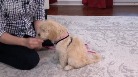 Labrador Puppy Learning and Performing Training Commands 🐕| Dog Showing All Training Skills