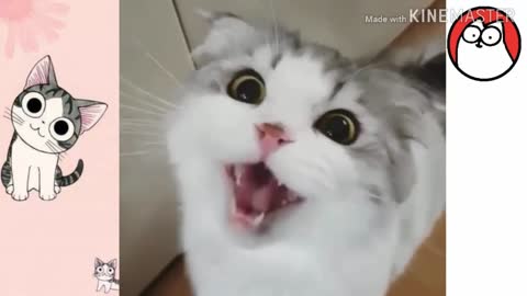Very Funny Cats Laugh with Cats Until They Cry (New 2022)