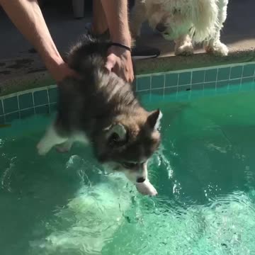 Puppy's first swim will melt your heart