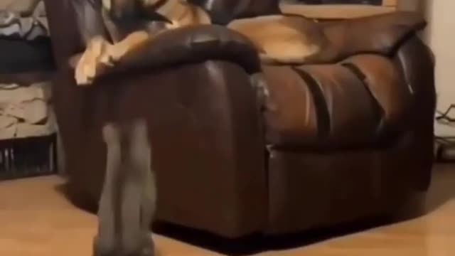 Revenge of Cat | Dog and Cat Fight | Animal Fight for Sleeping Chair